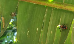 Alpaida alticeps