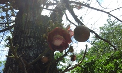 Couroupita guianensis