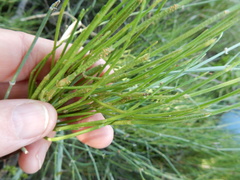 Peridermium ephedrae