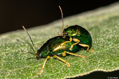 Colaspis laeta
