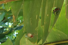 Alpaida alticeps