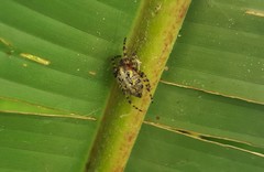 Alpaida alticeps