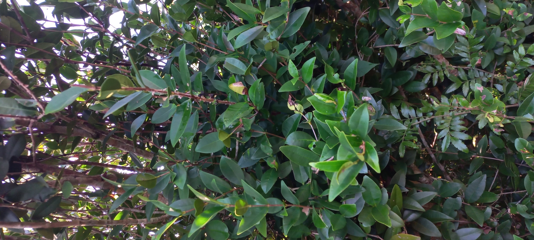 Imagem de Cereja-do-rio-grande