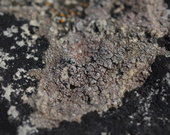 Hymenelia heteromorpha