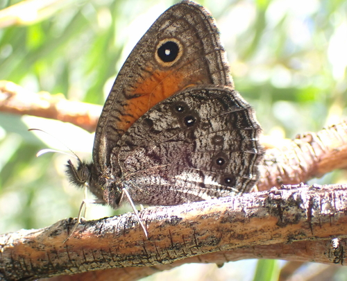 Mead’s Wood-Nymph photo 3