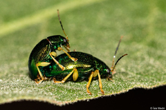 Colaspis laeta