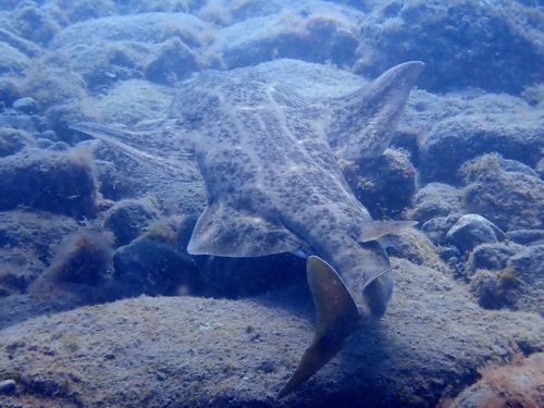 Angelshark, photo 8 of 10