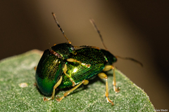 Colaspis laeta
