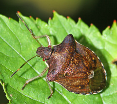 Carbula putoni