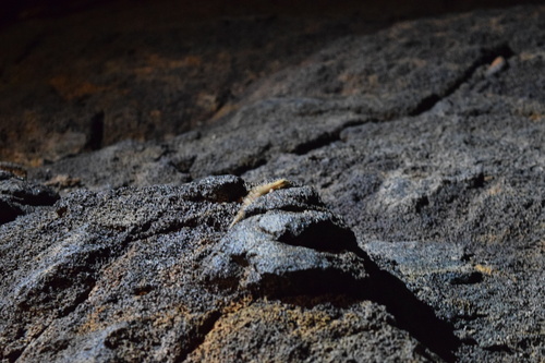 Lepidodactylus lugubris observed 2023-07-29