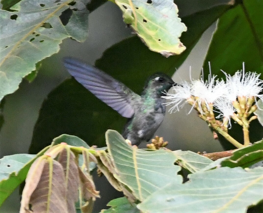 Emerald-chinned Hummingbird (Abeillia abeillei), photo 3