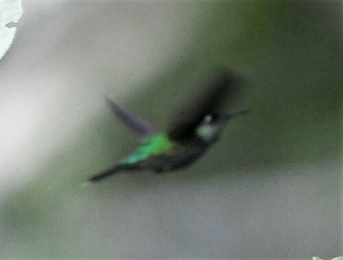 Emerald-chinned Hummingbird (Abeillia abeillei), photo 4