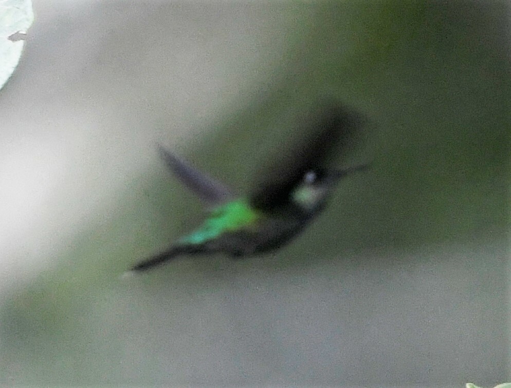Emerald-chinned Hummingbird (Abeillia abeillei), photo 4