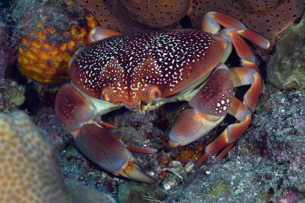 Carpilioidea
