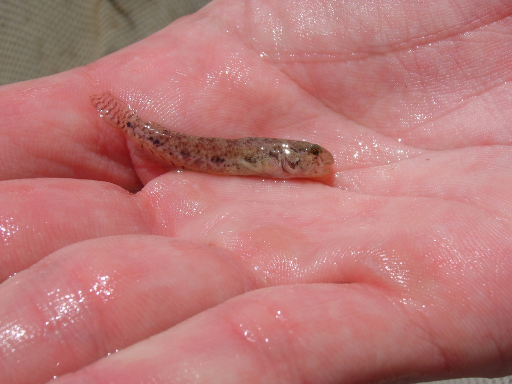 Spottail Goby (Ctenogobius stigmaturus) — Gobiidae