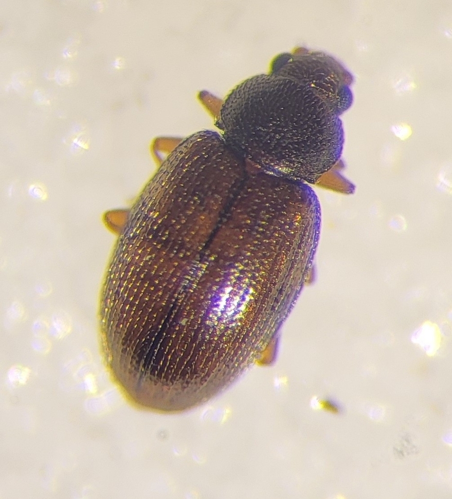 Corticarina latipennis