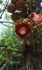 Couroupita guianensis