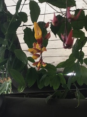 Thunbergia mysorensis