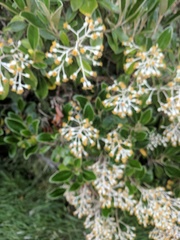 Brachyglottis elaeagnifolia