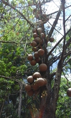 Couroupita guianensis
