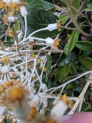 Brachyglottis elaeagnifolia