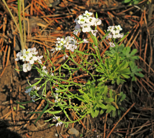 Stevenia incarnata
