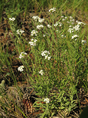 Stevenia incarnata