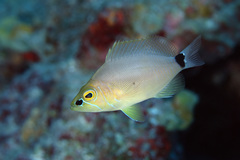 Hypoplectrus unicolor