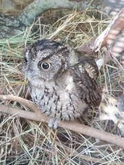 Megascops asio mccallii