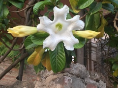 Image of Beaumontia grandiflora