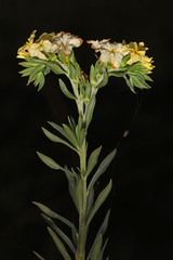 Euploca polyphylla image