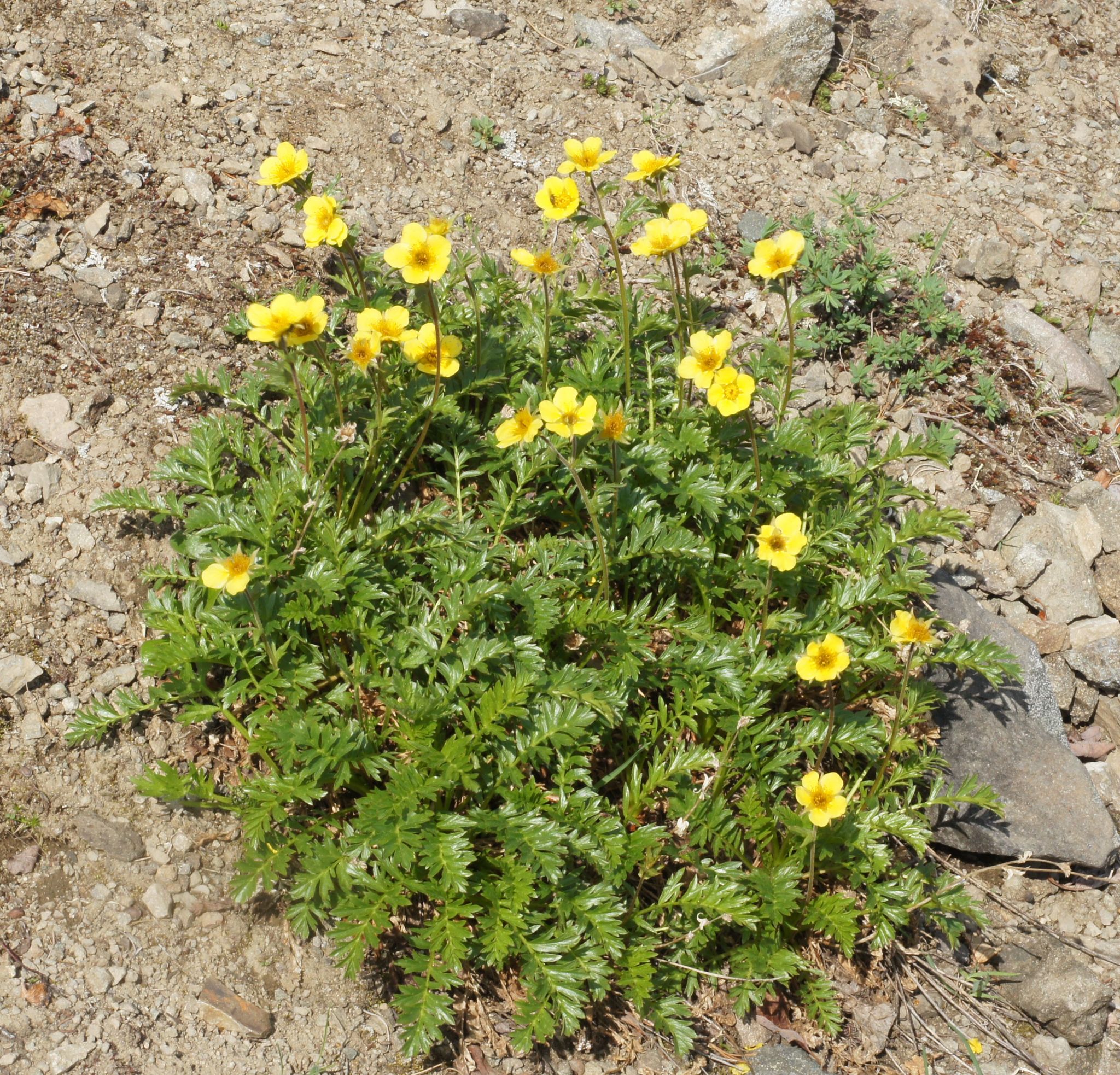 Geum rossii