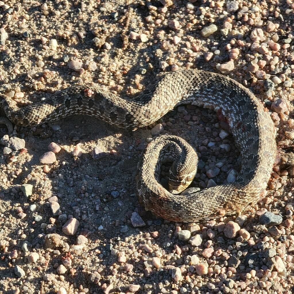 Plains Hognose Snake from Weld County, CO, USA on July 12, 2023 at 07: ...