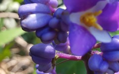 Dichorisandra thyrsiflora