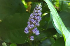 Dichorisandra thyrsiflora