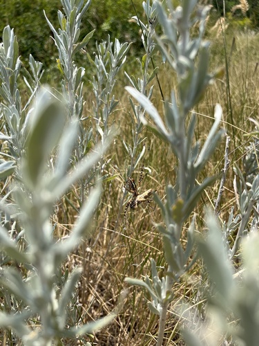Banded Garden Spider