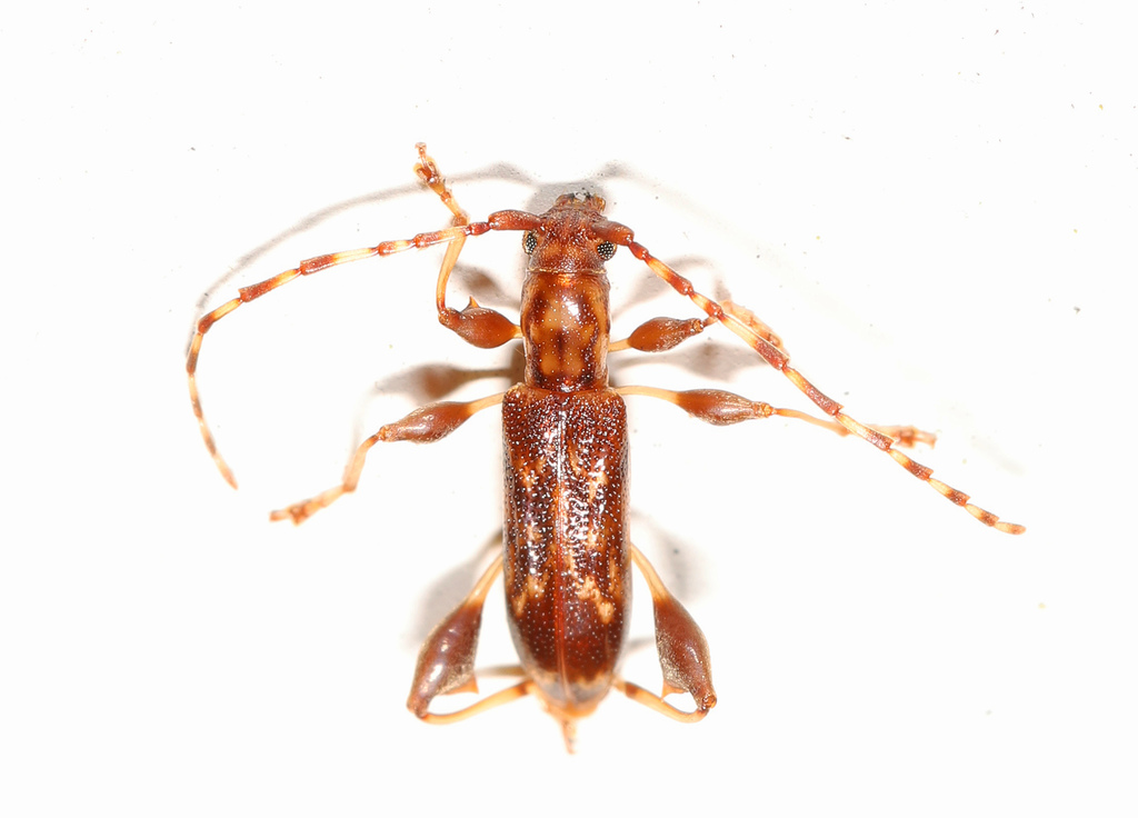 Plectromerus dentipes
