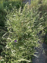 Melilotus albus image