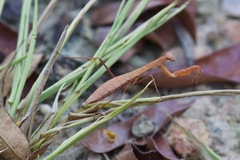 Musoniella