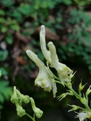 Aconitum kirinense