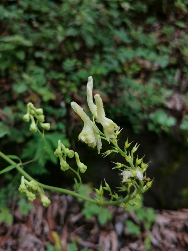 Aconitum kirinense, photograph 2
