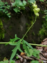 (c) Elena_Sherehora, some rights reserved (CC BY) Aconitum kirinense, photograph (c) Elena_Sherehora, some rights reserved (CC BY)