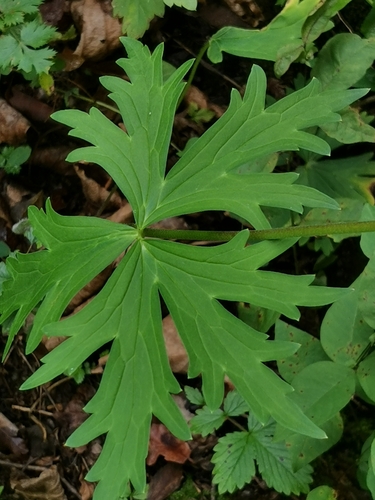 Aconitum kirinense, photograph 4