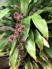 Dracaena fragrans