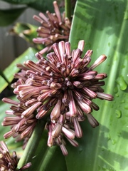 Dracaena fragrans