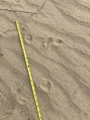 Dipodomys deserti