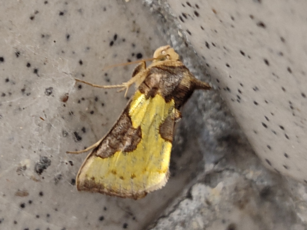 Diachrysia nadeja