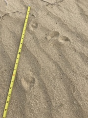 Dipodomys deserti