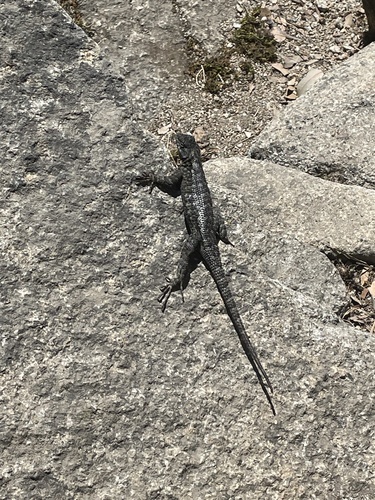iNaturalist observation photo of Western Fence Lizard