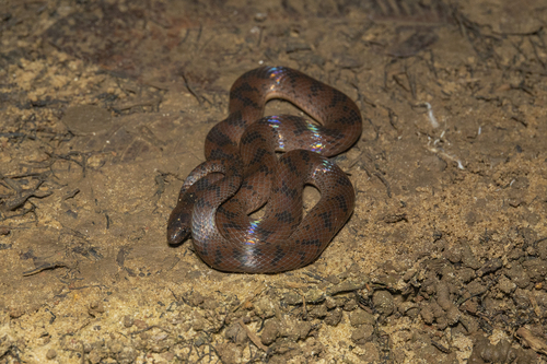 Neckband Ground Snake